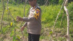 Manfaatkan Lahan Produktif, Kapolsek Kudu Tinjau Progres Pertumbuhan Tanaman Uwi Ungu