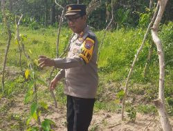 Manfaatkan Lahan Produktif, Kapolsek Kudu Tinjau Progres Pertumbuhan Tanaman Uwi Ungu